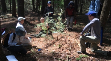 HF scientists and students work together to core hemlock saplings. 