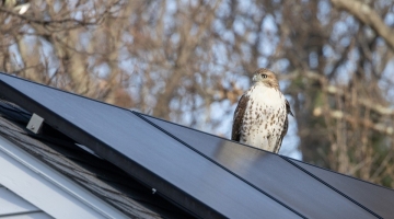 a hawk stands atop a roof mounted with solar panels with a forest in the background