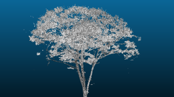 screenshot of blue and grey Lidar point cloud of an oak tree in summer