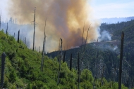 A fire burning on a hill surrounded by dense vegetation.