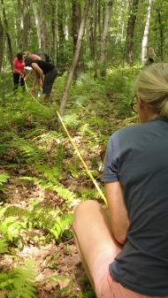teachers work together to measure a transect along the forest floor in summer