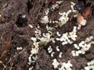Aphaenogaster ant nest