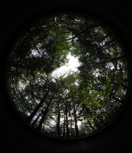 canopy photo taken with the hemispherical camera