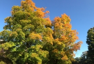 Trees showing fall foliage and a blue sky in the background.