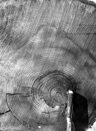 Bob Marshall hemlock rings - Harvard Forest