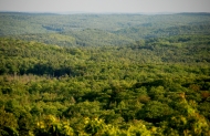 A green landscape above the canopy 