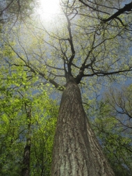 Witness Tree by Lynda Mapes