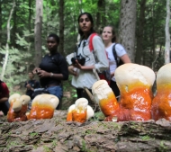 Three Summer Research Program students pause to look at fungi growing on a log in the forest