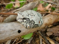 A toad sitting on a branch.