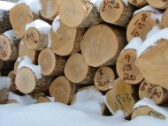 close-up on the ends of 20 cut logs stacked in winter snow, some with tracking numbers spraypainted on them