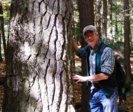David Kittredge rests both hands against the bark of a large white pine tree in Pisgah State Forest