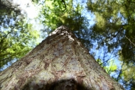 Photo shows large old growth tree. By Liz Thompson.