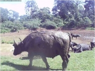 A representative photo from Kenya of a water buffalo at a watering hole.