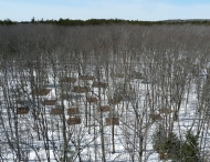 Harvard Forest soil warming research plots