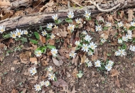 Image shows bloodroot in bloom.