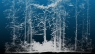 Lidar scan of a forest.