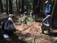 HF scientists and students work together to core hemlock saplings. 