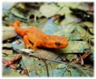 Eft salamander on fallen leaves 