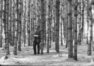 Harvard Forest founding director Richard Fisher in a pine stand in 1908