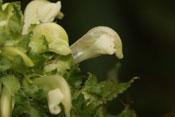 Lousewort flower