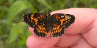 Baltimore checkerspots butterfly 