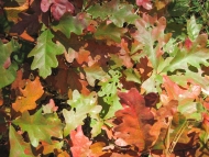Oak leaves during the fall