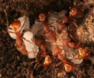 Field Guide to the Ants of New England by Aaron Ellison 