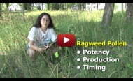 Harvard Forest ragweed video