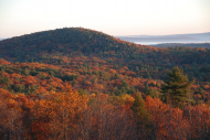 A tree cover landscape in the fall. 