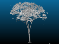 screenshot of blue and grey Lidar point cloud of an oak tree in summer