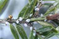 Woolly adelgid on a branch.