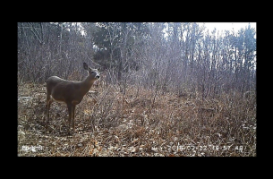 Wildlife Trail Cameras at Harvard Forest - Feb/March 2016