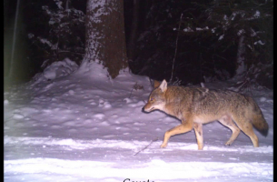 Wildlife Trail Cameras at Harvard Forest - February 2016