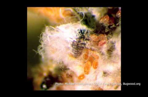 Invasive Species: Hemlock Woolly Adelgid -- David Orwig