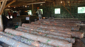 Logs From Red Pine Plantation Harvest