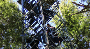 Harvard Students Climb Canopy Access Tower