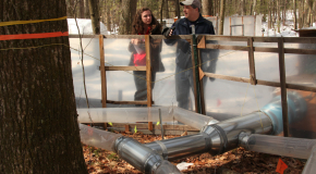 Forest Ecologist and Harvard Student Discuss "Warm Ants" Experiment