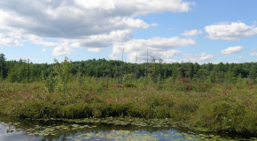 Tom Swamp Research Tract
