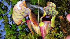 Two Common Carnivorous Plants At Harvard Forest