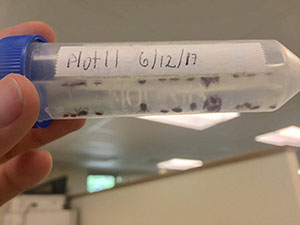 Ticks in sample vial