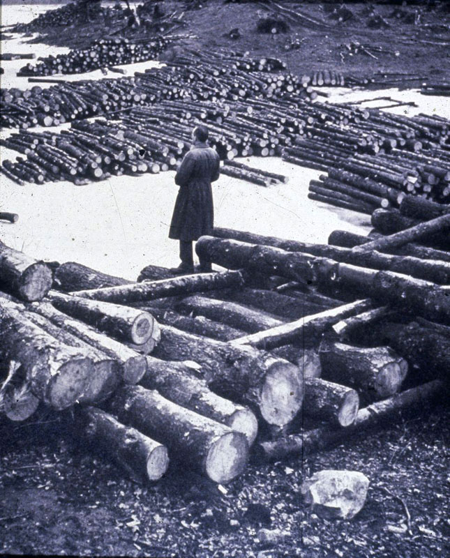 Al Cline surveying salvaged lumber at Harvard Pond