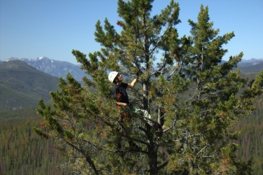 climbing a whitebark pine