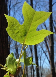 A green leaf with trees in the background.