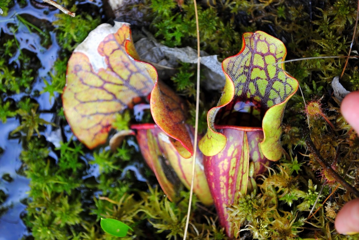 community ecology of "sarracenia pupurea" pitcher plants