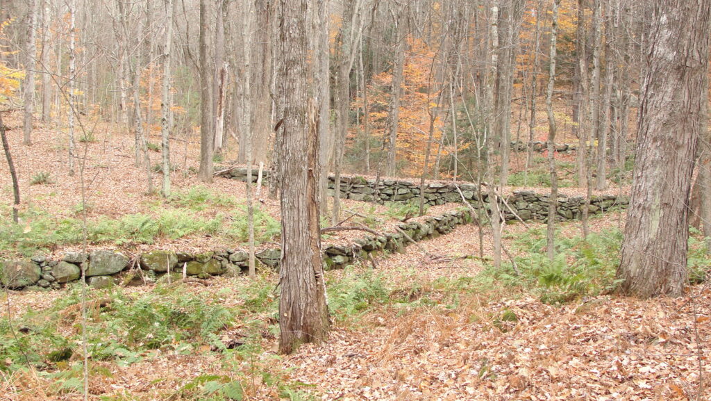 stone walls in a forest