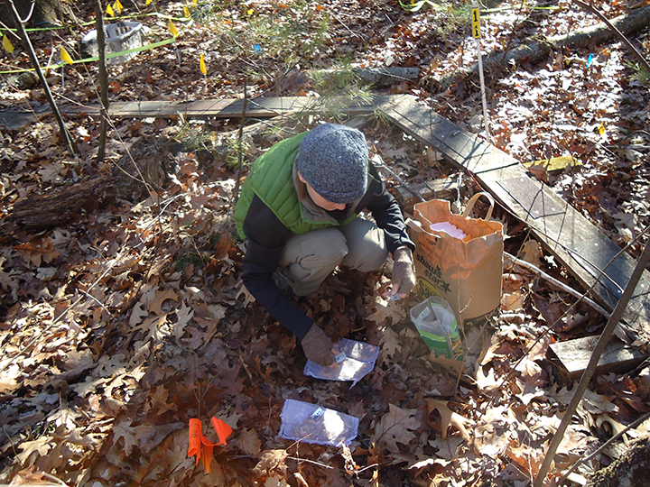 A researchers crouches on the forest floor picking up dead leaves