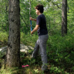 A researcher taking a core sample from an oak tree