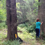 Two researchers measure one tree while a third researcher measures another tree