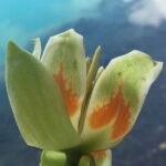 A flower of tulip-poplar