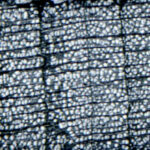 Microscopic scan showing the rings and wood structure of a tree